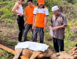 Anggota DPRD Murung Raya Serahkan Bantuan 1 Ekor Sapi Kurban